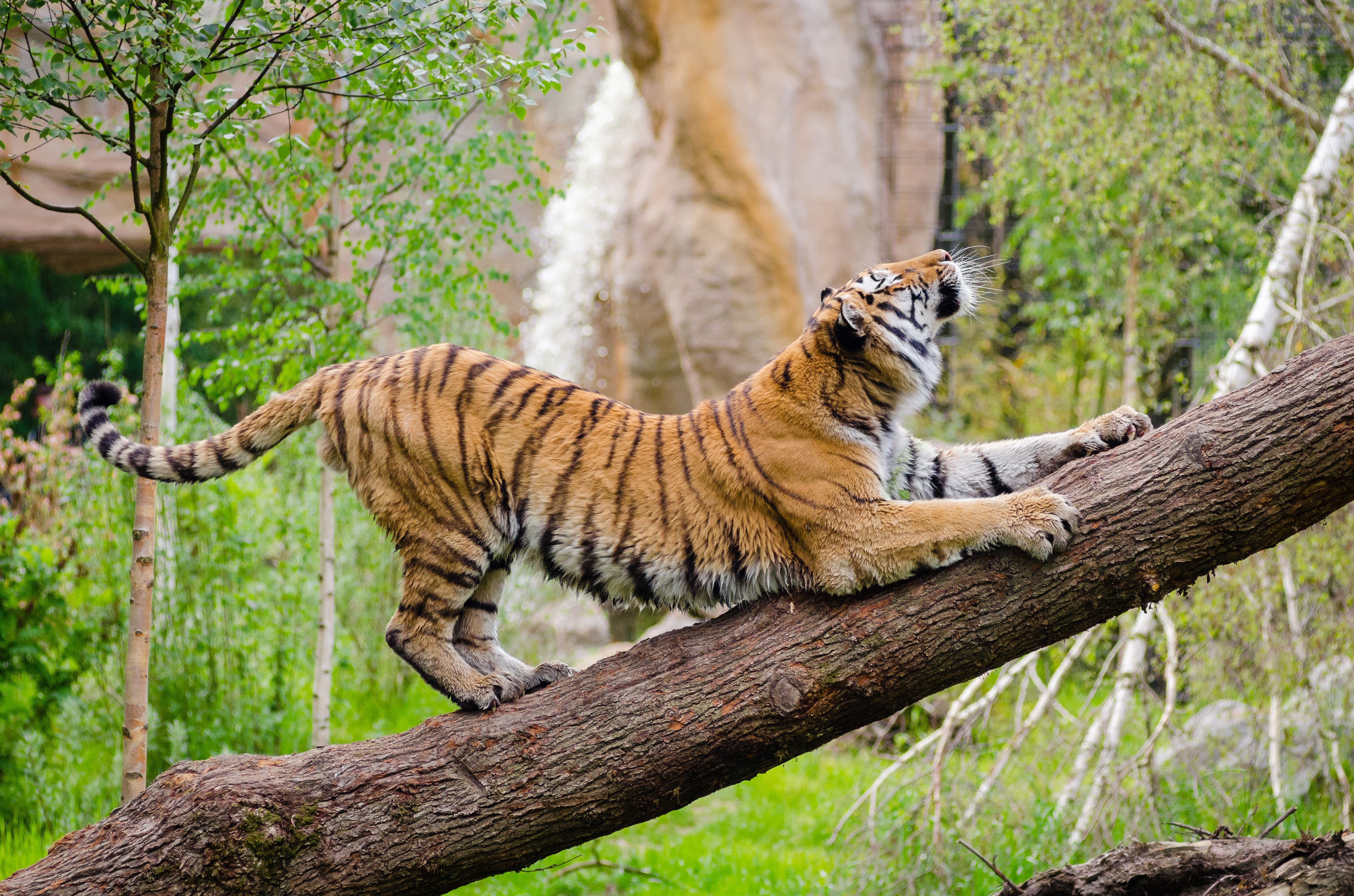 Tiger stretching on a tree branch