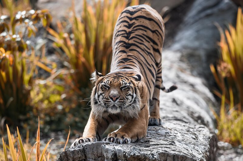 Tiger Stretching on Log — Orange