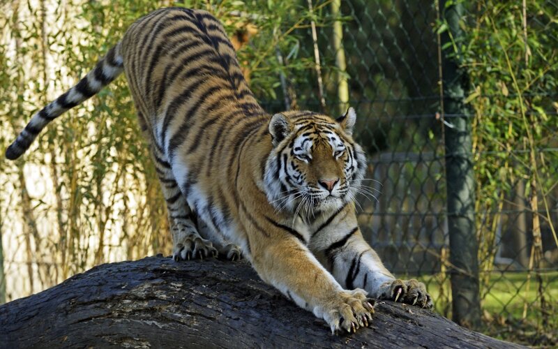 tiger stretching on log