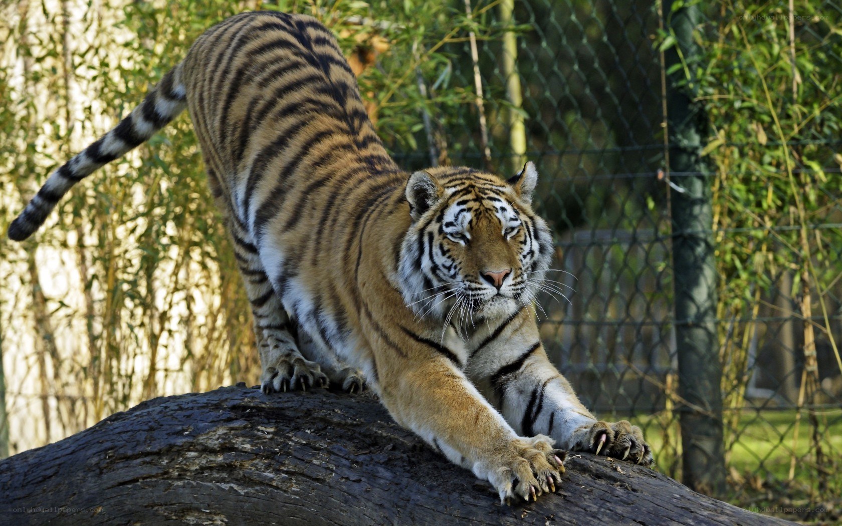 tiger stretching on log