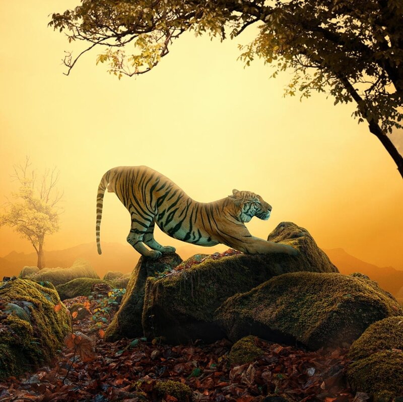 Tiger Stretching on Rocks