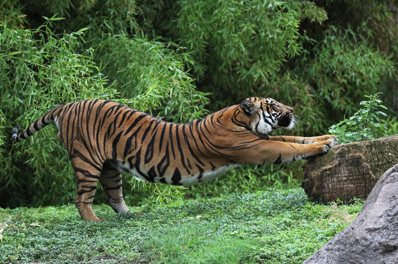 Tiger Stretching — Orange, Natural