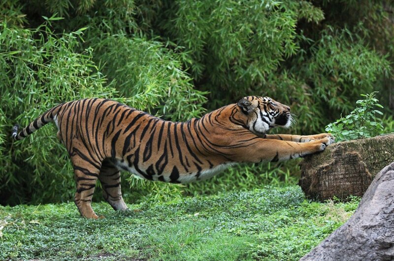 Tiger Stretching