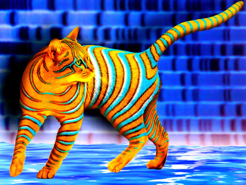 Tiger-striped Cat — Orange