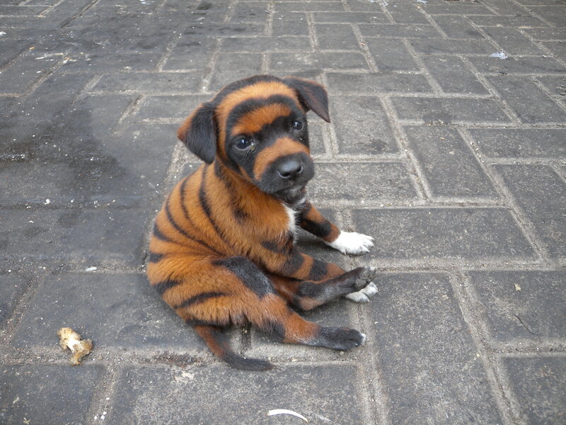Tiger-striped Puppy