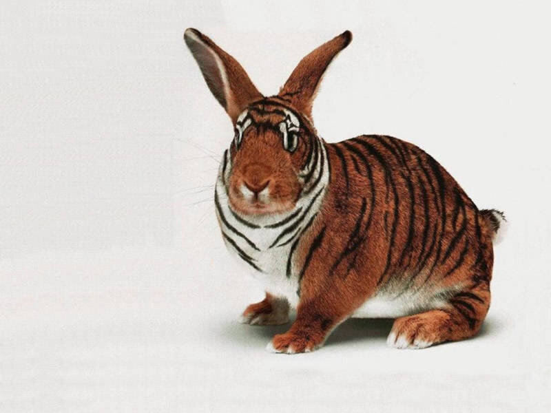 tiger-striped rabbit