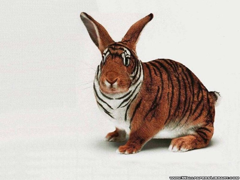 Tiger-striped Rabbit — Brown