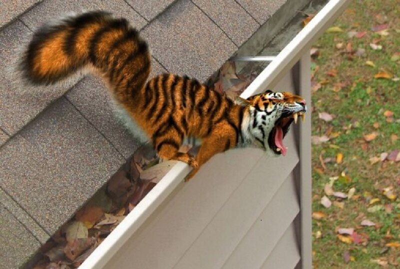 Tiger-striped Squirrel — Orange