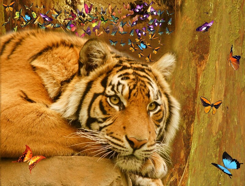 tiger surrounded by butterflies
