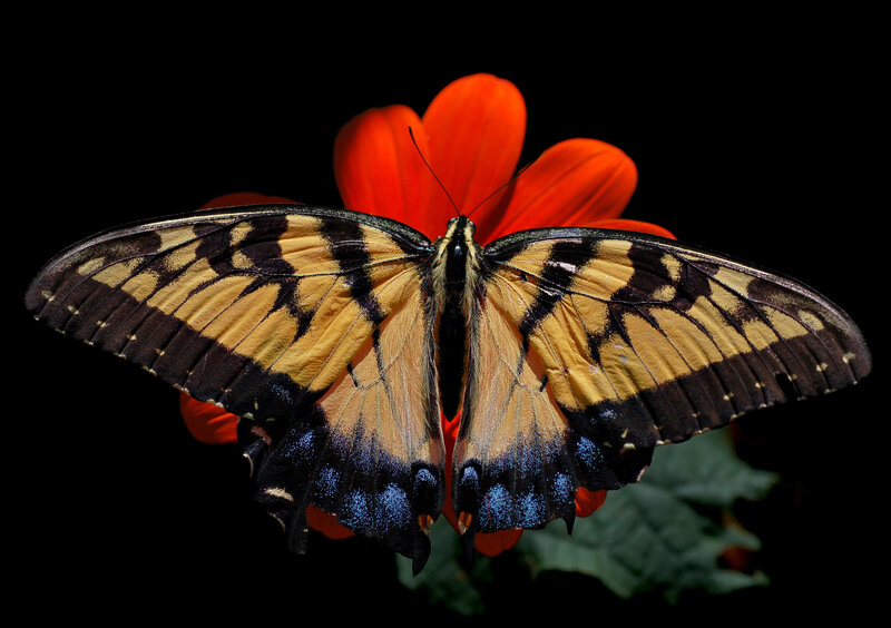 Tiger Swallowtail Butterfly — Black