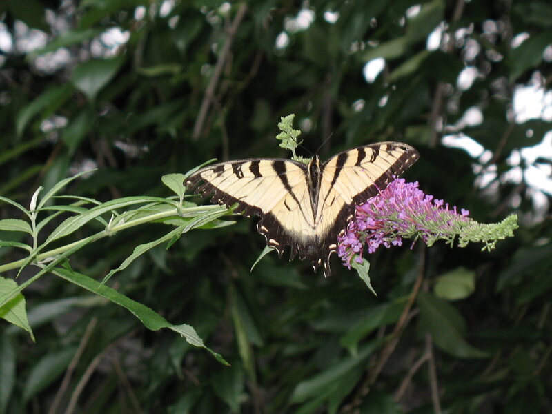 Tiger Swallowtail Butterfly — Green