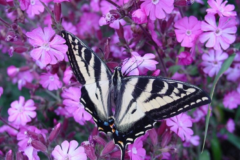 Tiger Swallowtail Butterfly — Pink