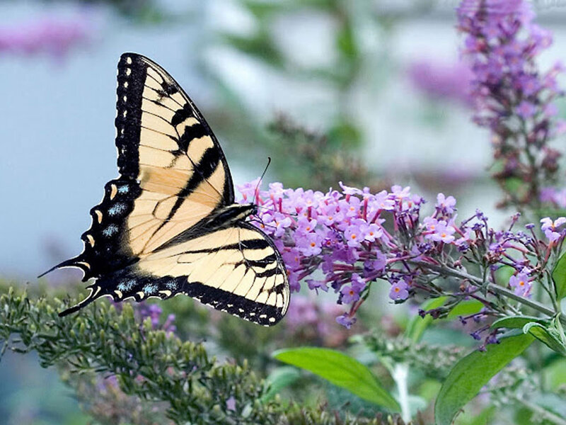 Tiger Swallowtail Butterfly — Purple