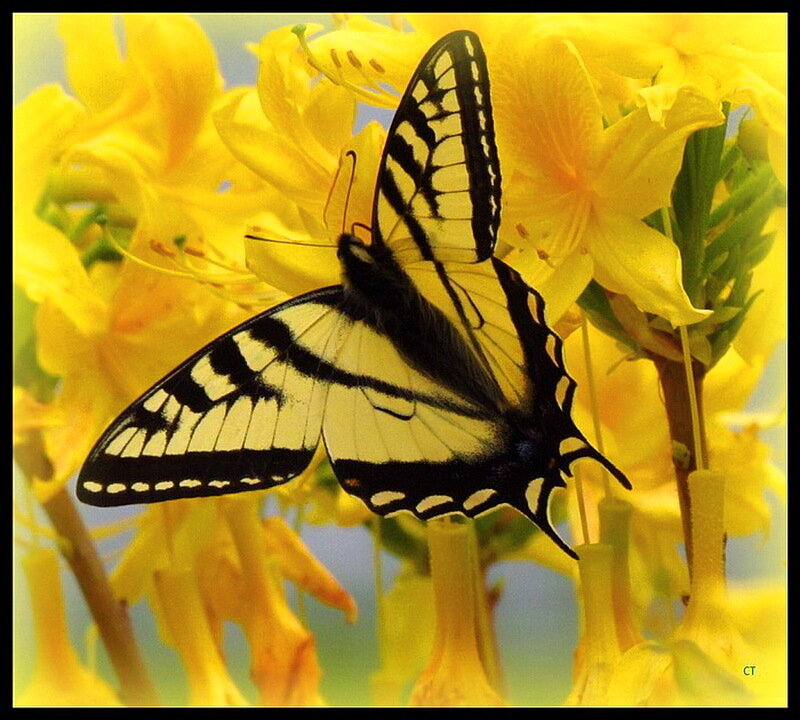 Tiger Swallowtail Butterfly