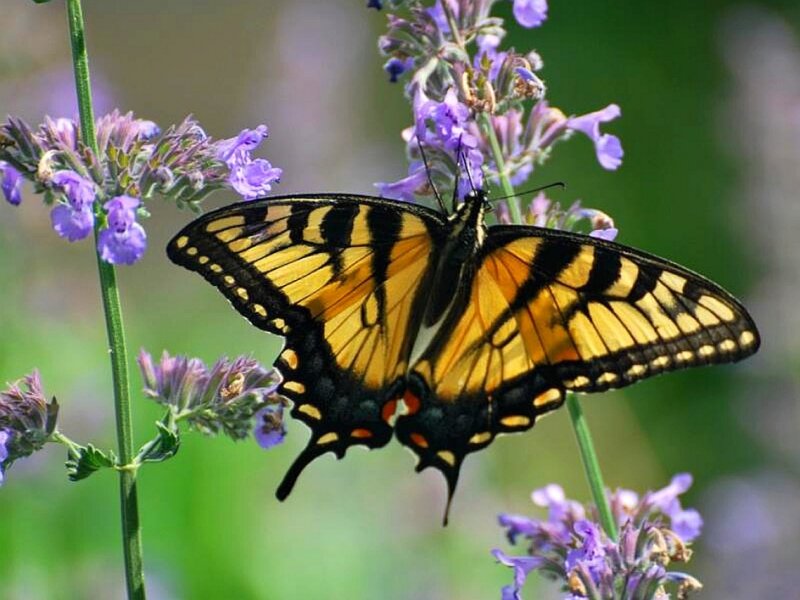 Tiger Swallowtail Butterfly — Yellow, Calm