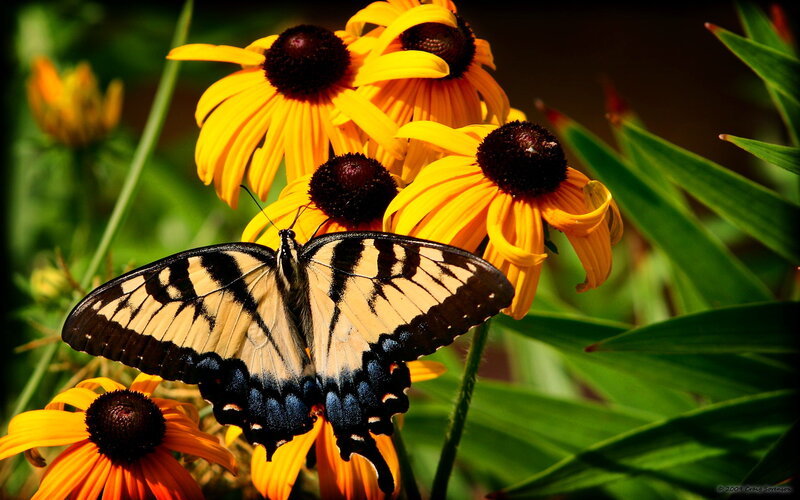 Tiger Swallowtail Butterfly — Yellow, Natural, Afternoon, Photograph