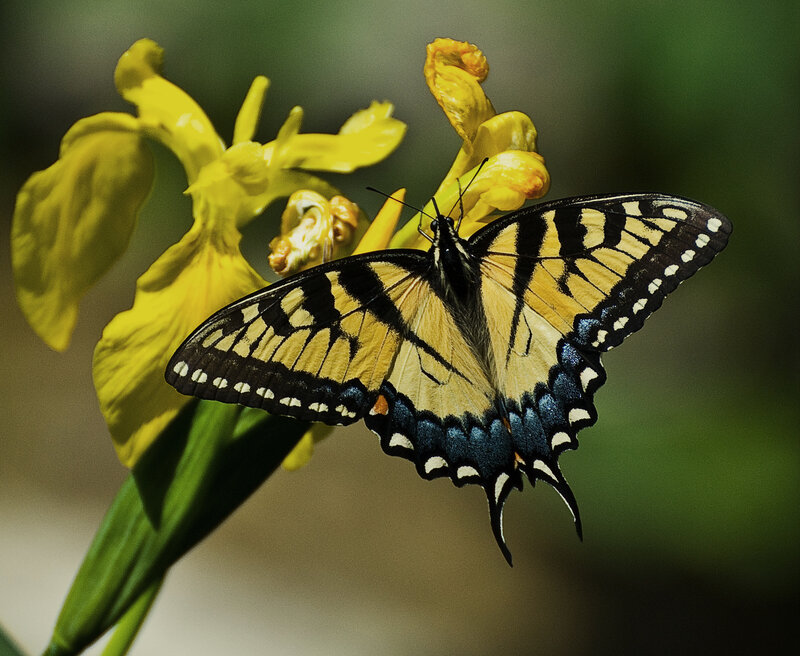 Tiger Swallowtail Butterfly — Yellow, Natural, Afternoon
