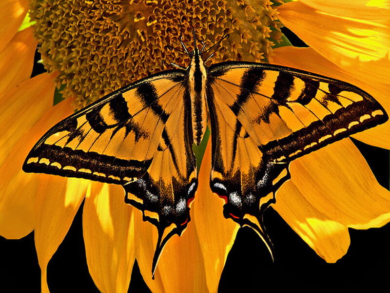 Tiger Swallowtail Butterfly — Yellow, Natural