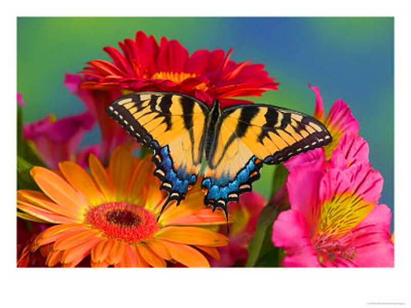 Tiger Swallowtail Butterfly — Yellow, Vibrant, Afternoon