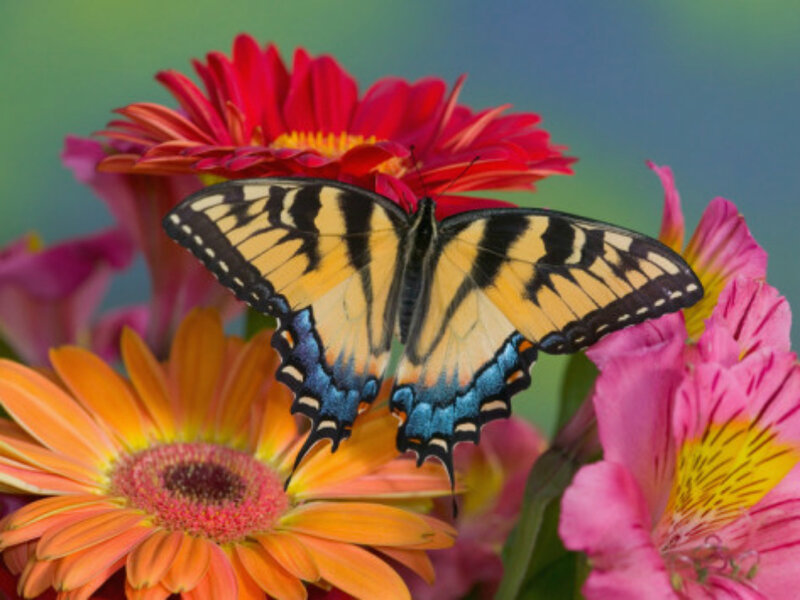 Tiger Swallowtail Butterfly — Yellow, Vibrant