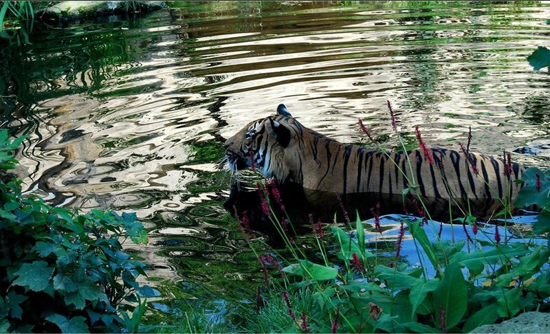 tiger swimming in a pond