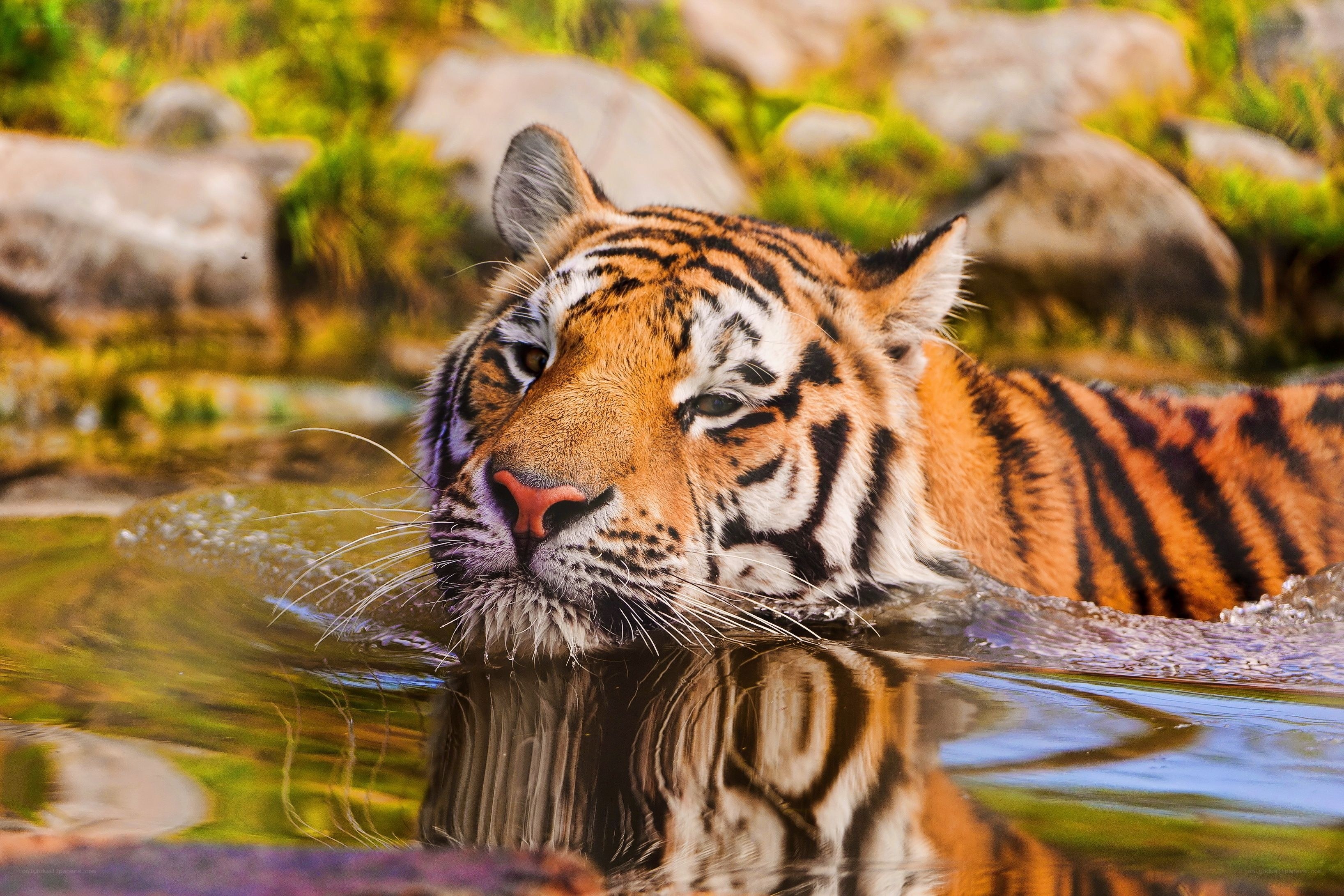 tiger swimming in a river