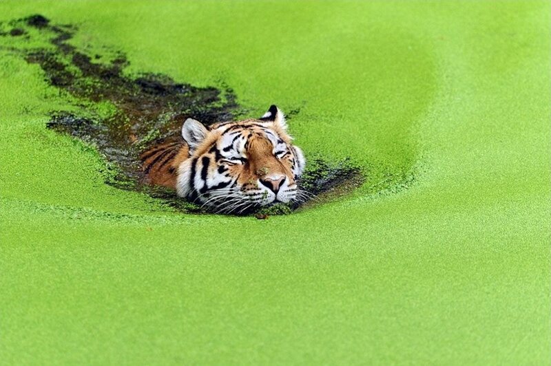 Tiger Swimming in Algae