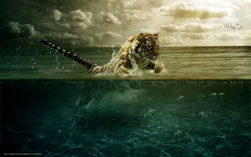 tiger swimming in ocean