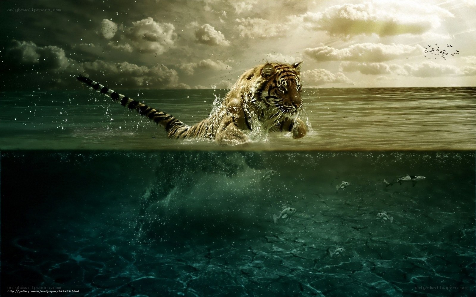 tiger swimming in ocean