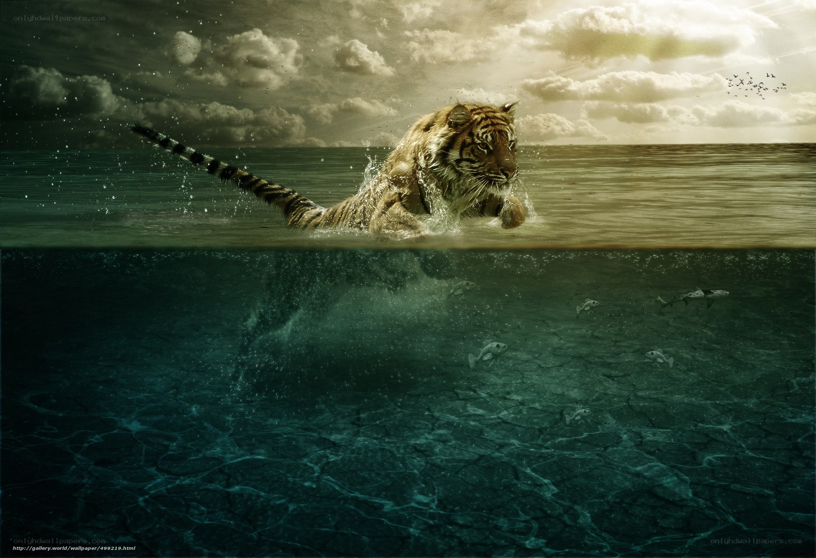 Tiger swimming in ocean