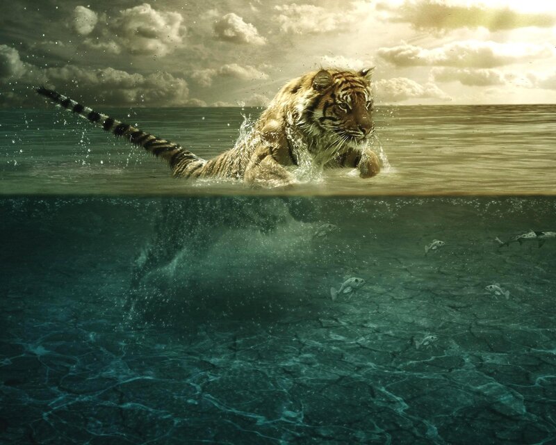 tiger swimming in ocean