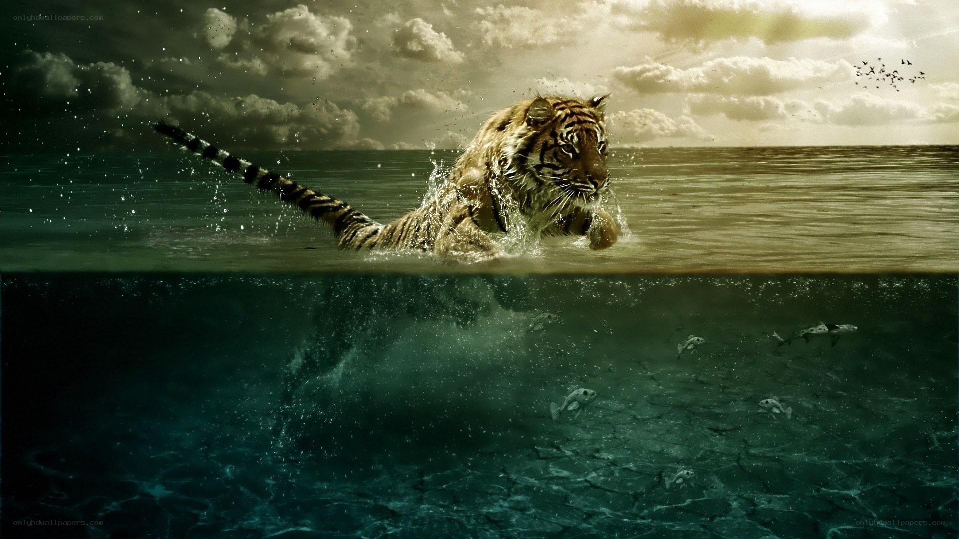 tiger swimming in ocean
