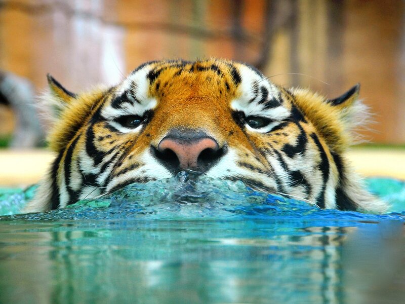 tiger swimming in pool