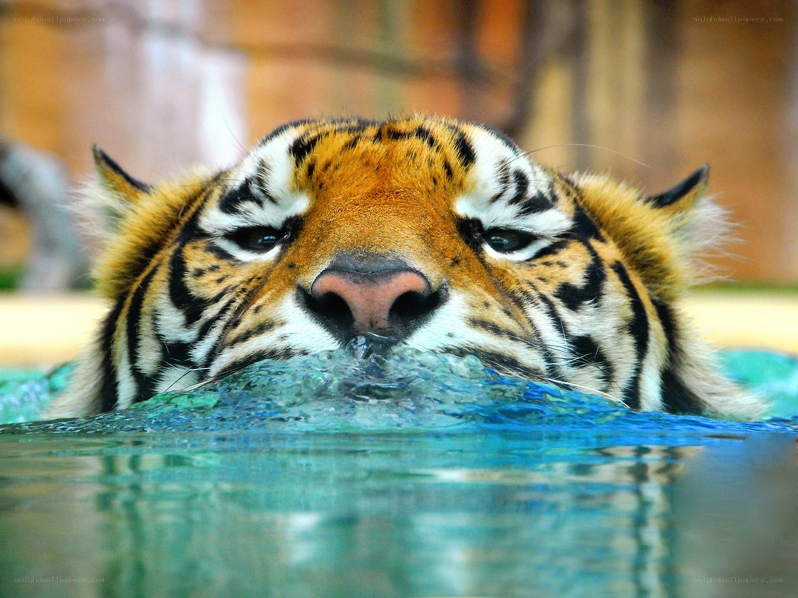 tiger swimming in pool