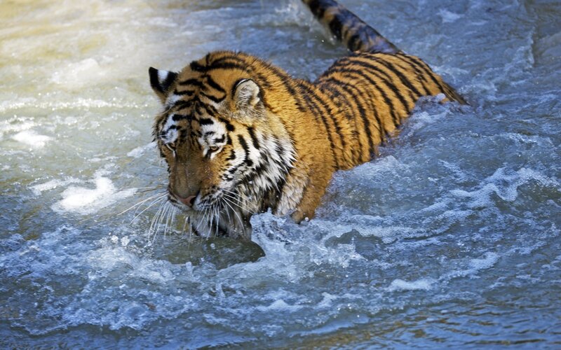 tiger swimming in river