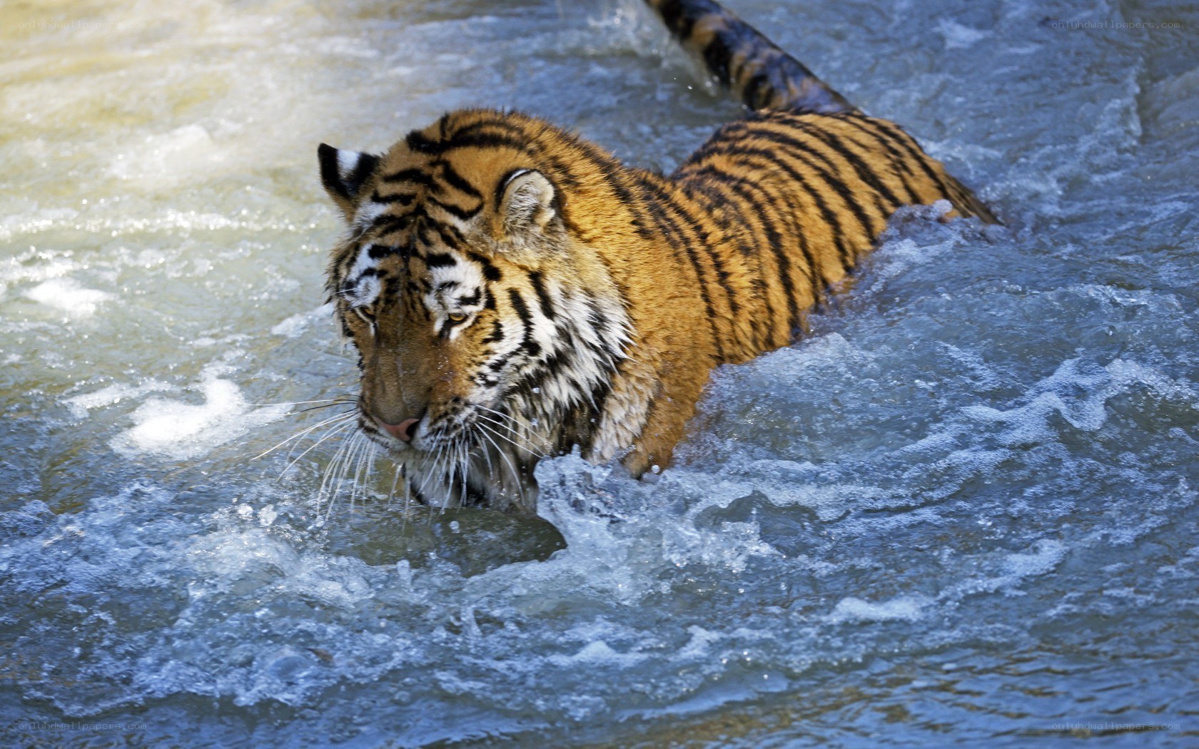tiger swimming in river