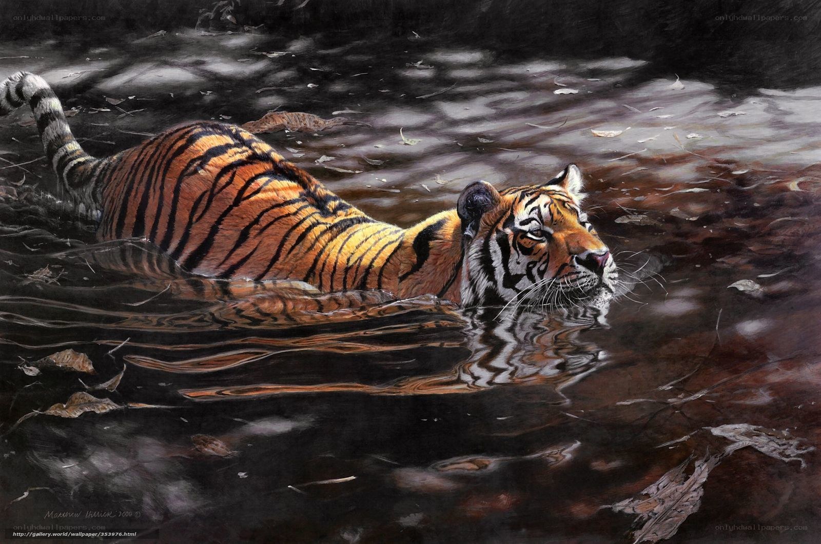 tiger swimming in water