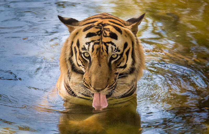 Tiger swimming in water