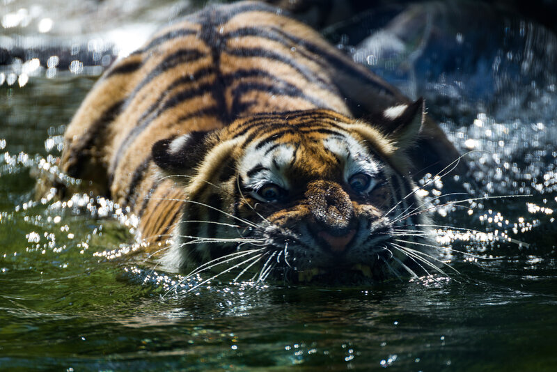 tiger swimming in water