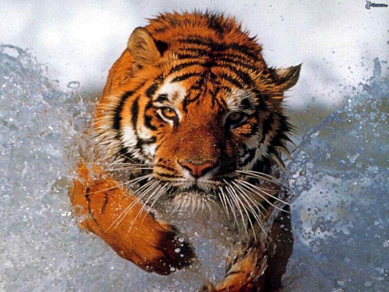 tiger swimming in water