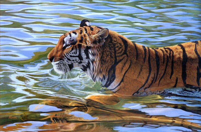 Tiger swimming in water