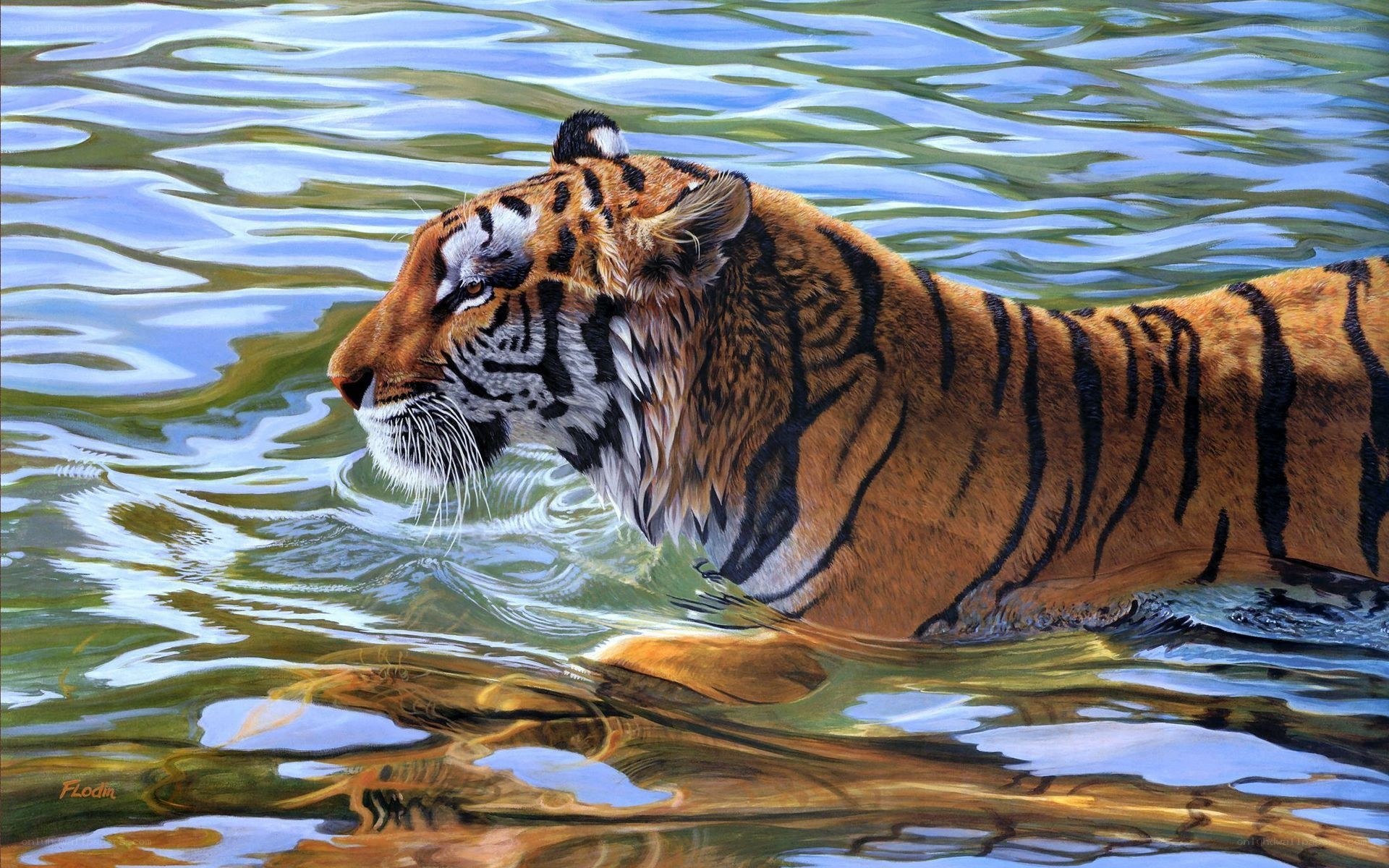 Tiger swimming in water