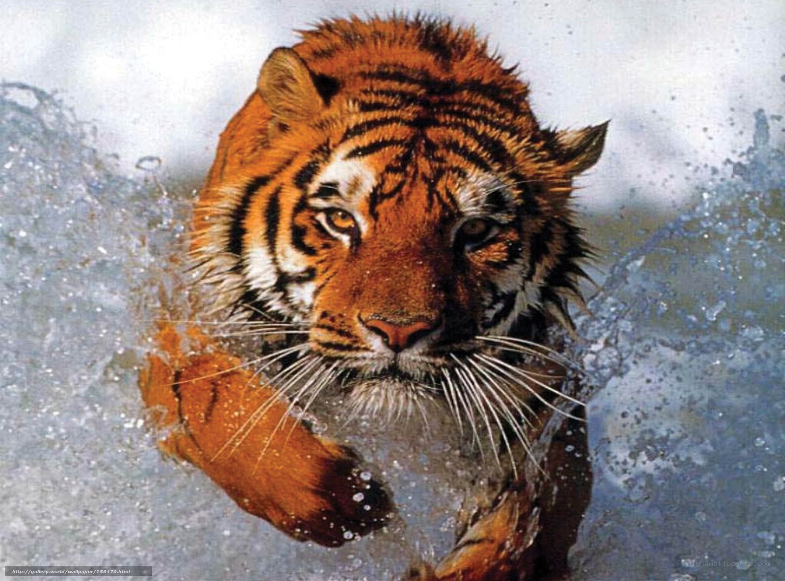 tiger swimming in water