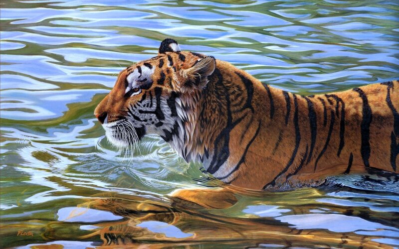 Tiger swimming in water