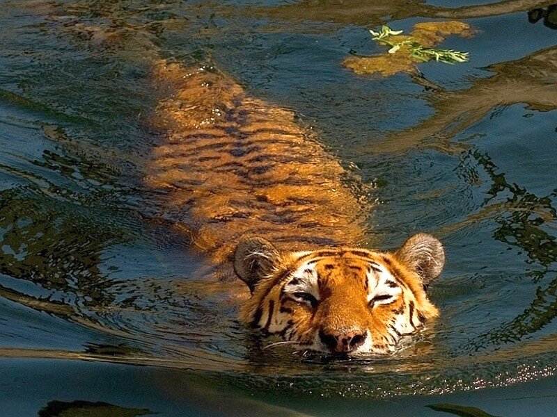 tiger swimming in water
