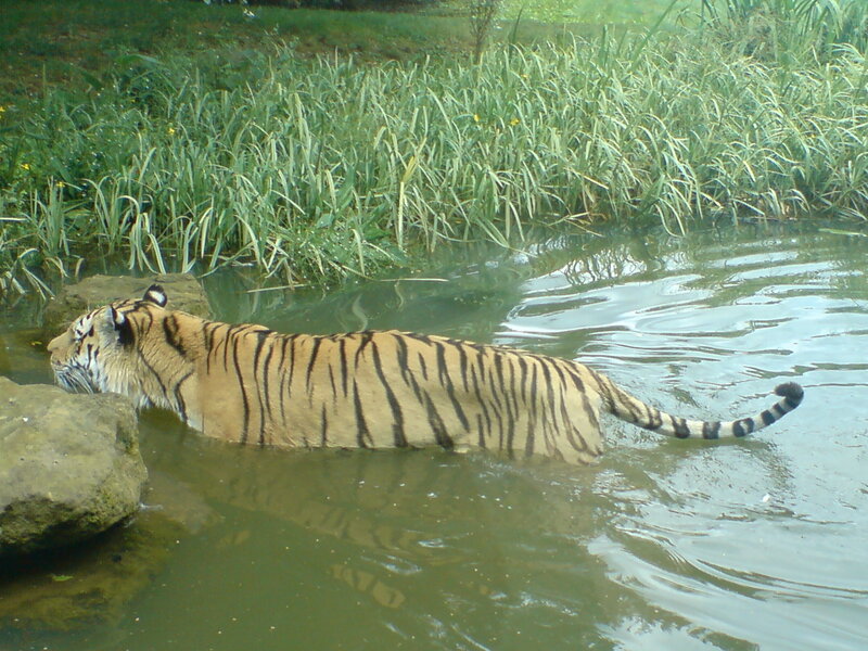 tiger swimming in water
