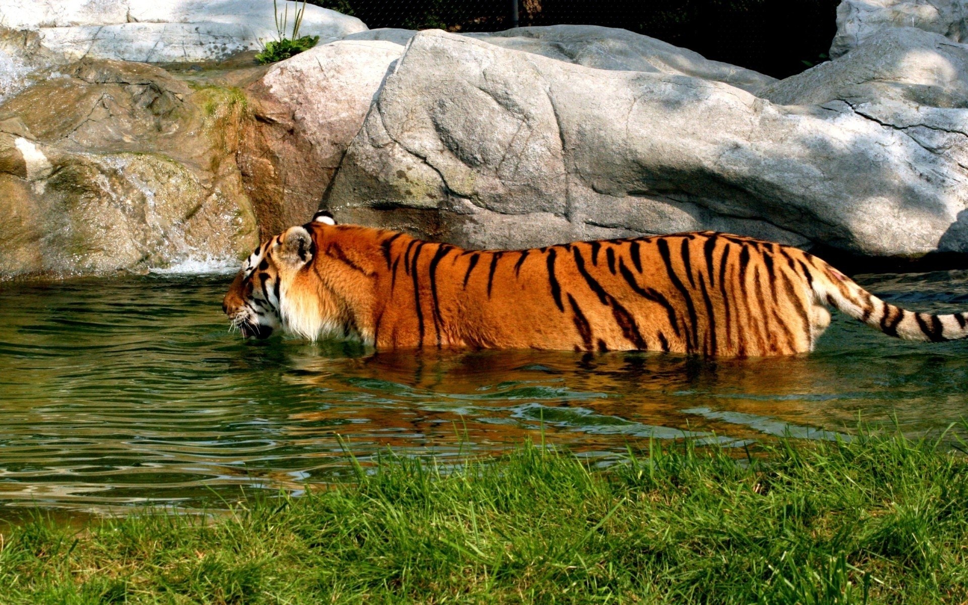 tiger swimming in water