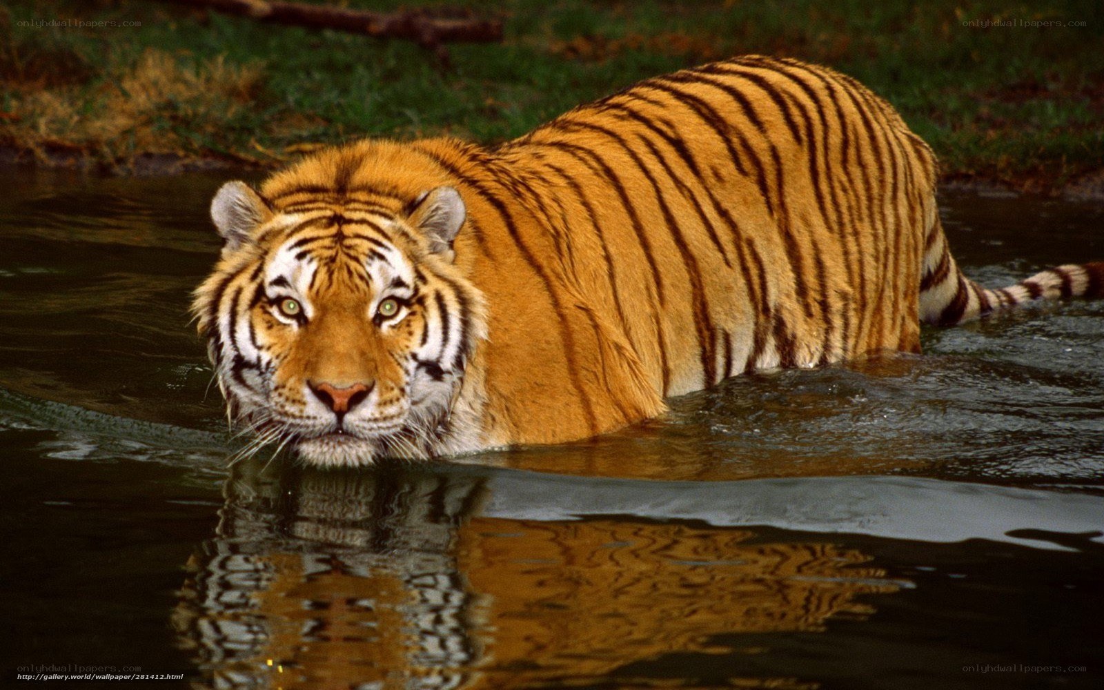 tiger swimming in water