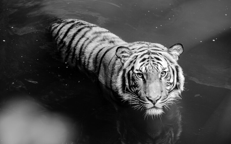 Tiger Swimming in Water — Black