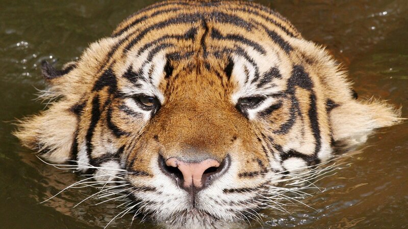 Tiger Swimming in Water — Brown, Calm, Photograph, Black, White